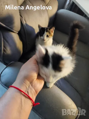 Сладки двумесечни котета, снимка 3 - Други - 56645038