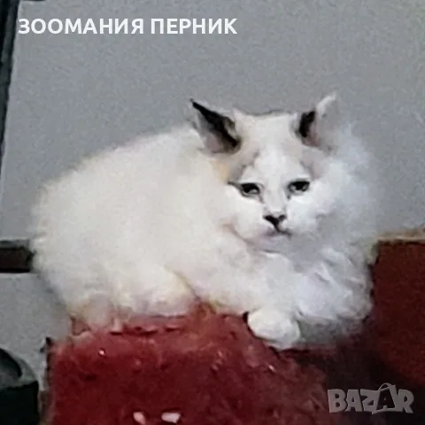 коте Регдол на 3месеца момче