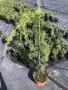 Cedrus deodara ‘Pendula’ (Хималайски кедър ‘Пендула’), снимка 1
