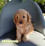 Cavapoo/Mini poodle, снимка 2