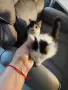 Сладки двумесечни котета, снимка 3