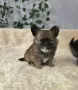 чихуахуа момиченце , снимка 11
