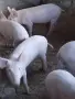 Продавам малки прасенца , снимка 1