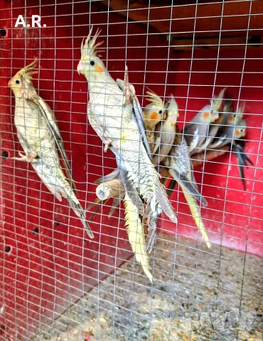 Папагали Корела 