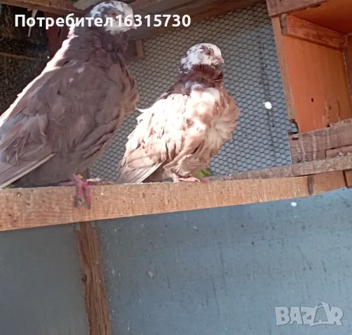 Китайски чайки., снимка 2 - Гълъби - 50774390