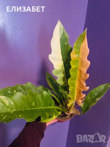 Fhilodendron Fhilodendron 