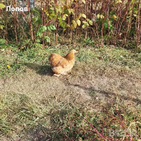 Продавам мини кохин, снимка 14 - други­ - 51324901