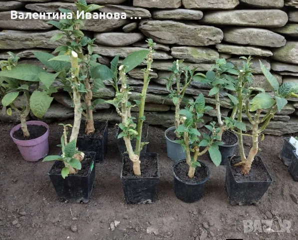 Сортов английски тромпет (бругманзия), снимка 7 - Разсади - 56653677