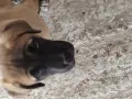 Кане Корсо кафяво , снимка 3