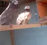 Китайски чайки., снимка 2