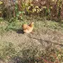 Продавам мини кохин, снимка 14