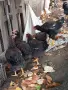 Катунски ярки на 5 месеца, снимка 4