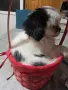 Японски хин момиченце, снимка 7
