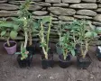 Сортов английски тромпет (бругманзия), снимка 7