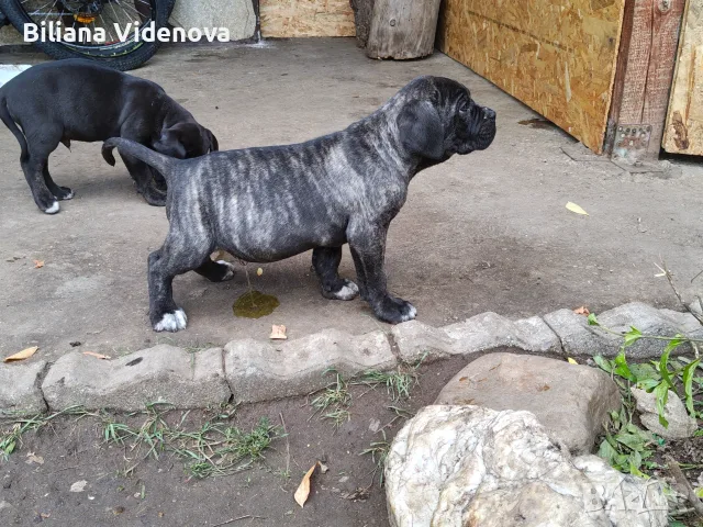 Продавам кученца Кане Корсо , снимка 7 - Кане корсо - 56329358