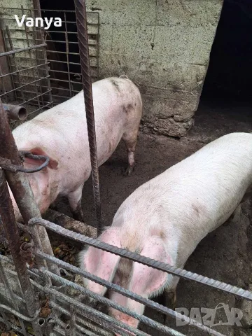 домашни прасета за продажба, снимка 3 - Прасета - 56657421