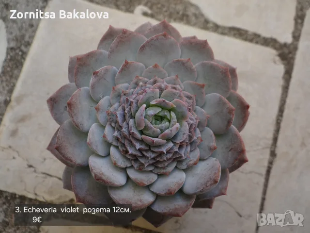 Сукуленти Echeveria различни видове, снимка 5 - Стайни растения - 56716473