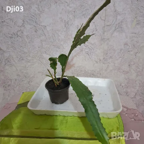 Комплект Бегония и Епифилиум, снимка 2 - Стайни растения - 56570079