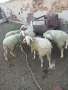 Шилета_________, снимка 2