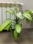 Дифенбахия....., снимка 2