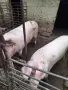 домашни прасета за продажба, снимка 3