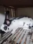 Зайци белгийски великан и пеперуда , снимка 1
