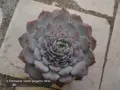 Сукуленти Echeveria различни видове, снимка 5