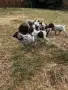Продавам чистокръвни курцхари, снимка 2