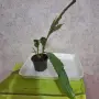 Комплект Бегония и Епифилиум, снимка 2