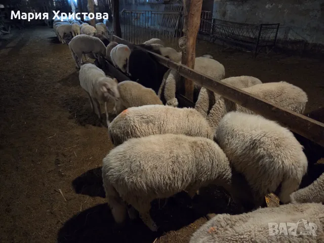 Продавам 120 овце 