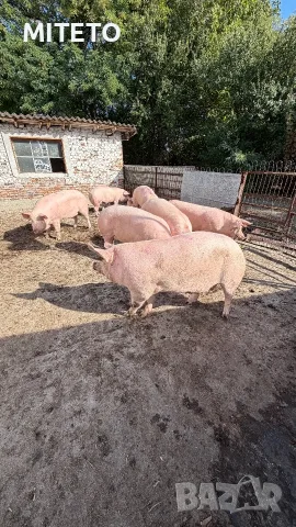 Угоени Свине Прасета
