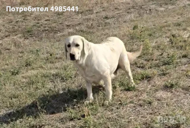 Лабрадор ретривър отгледани женски, снимка 2 - Лабрадор ретривър - 56595046