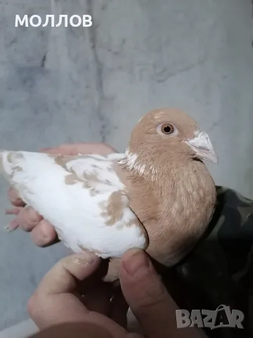 Мюлеманс.  пощи 