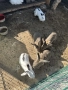 Зайци мъжки и женски, снимка 6