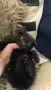 мъжко коте шотландско клепоухо, снимка 2