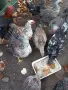 Катунски ярки на 5 месеца, снимка 2