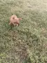 Чистокръвни пинчери !, снимка 3