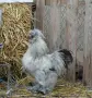 Кокошки и петли Копринки, снимка 1