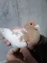 Мюлеманс.  пощи , снимка 1