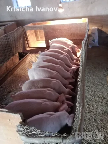 Малки прасенца град Елена 