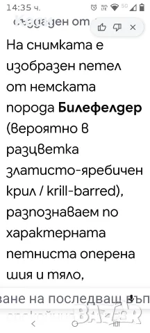 Петел порода Билефелдер , снимка 2 - За птици - 56596186