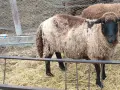 овце 10 бройки бременни , снимка 2