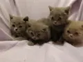 Британски котета, снимка 7