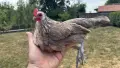 декоративни кокошки и петли , снимка 1