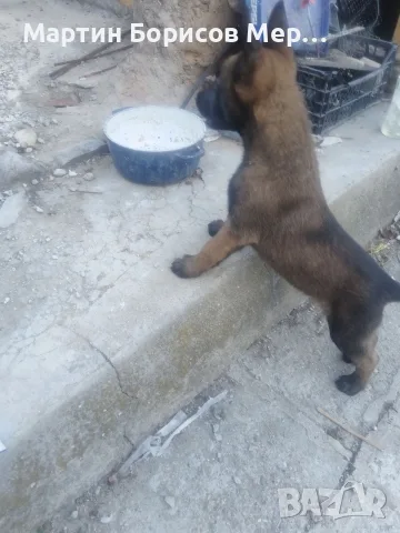 белгийски овчарки