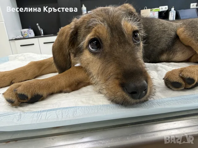 Мока си търси дом