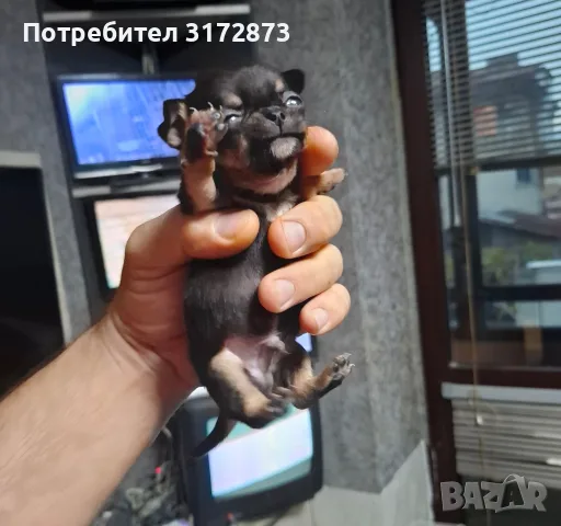Родословни чихуахуа гр Варна , снимка 5 - Чихуахуа - 56749216