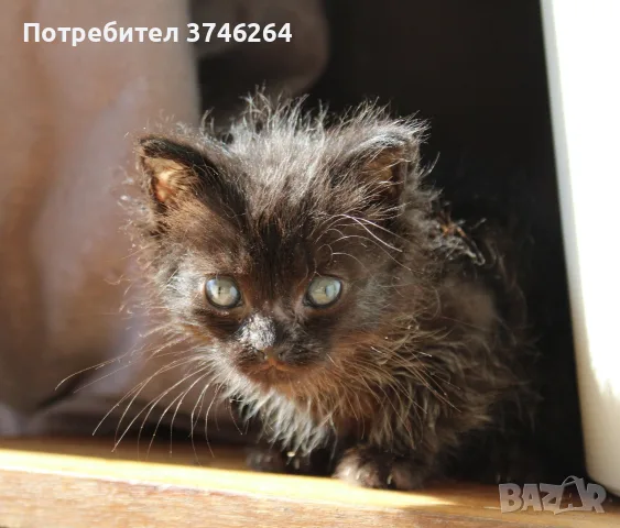 Черно котенце търси дом