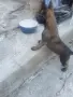 белгийски овчарки, снимка 1