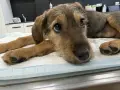 Мока си търси дом, снимка 1